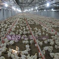 تجهیزات مرغداری تجهیزات مرغداری